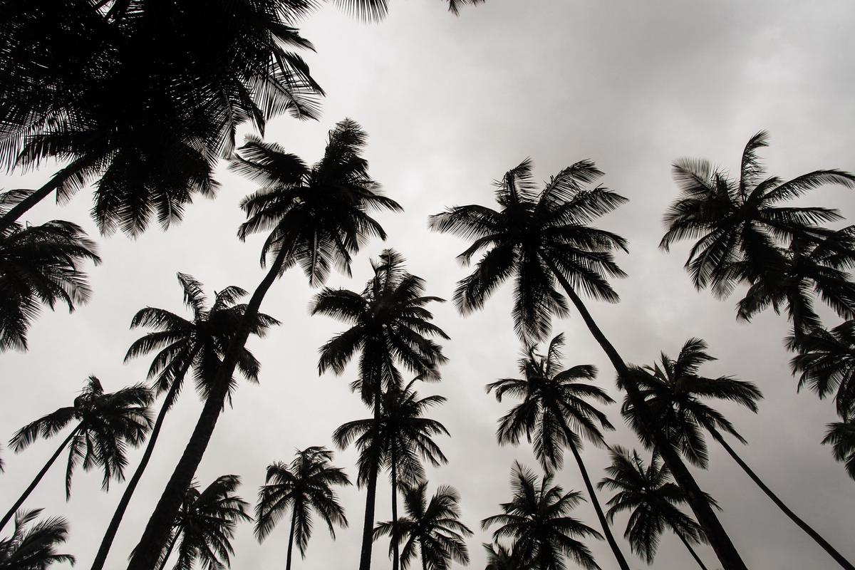 Palmbomen in Liberia